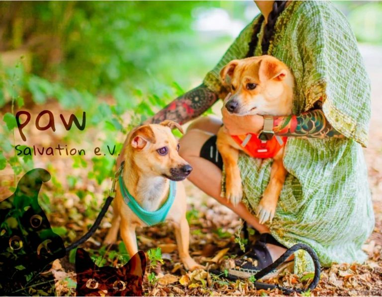 PAW Salvation e.V. (Wer sind wir?)