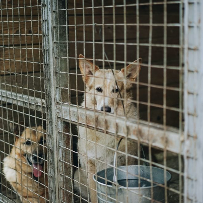 500 Kastrationen für Hunde und Katzen“ (in der EU und Partnerregionen)