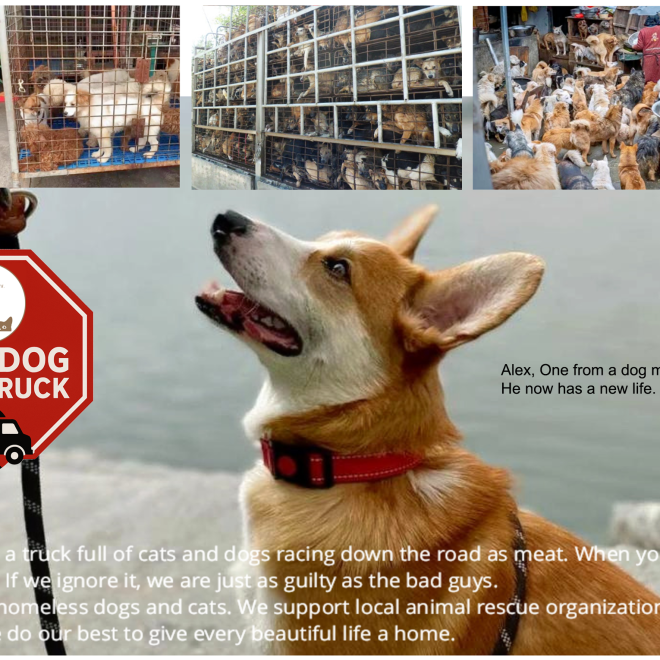 🚫 Initiative „Stop the Cruel Transport“